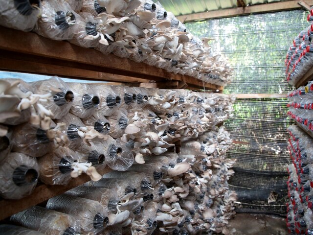 छोटे कमरे से शुरू करे ये बिज़नेस, होगी हजारो में कमाई