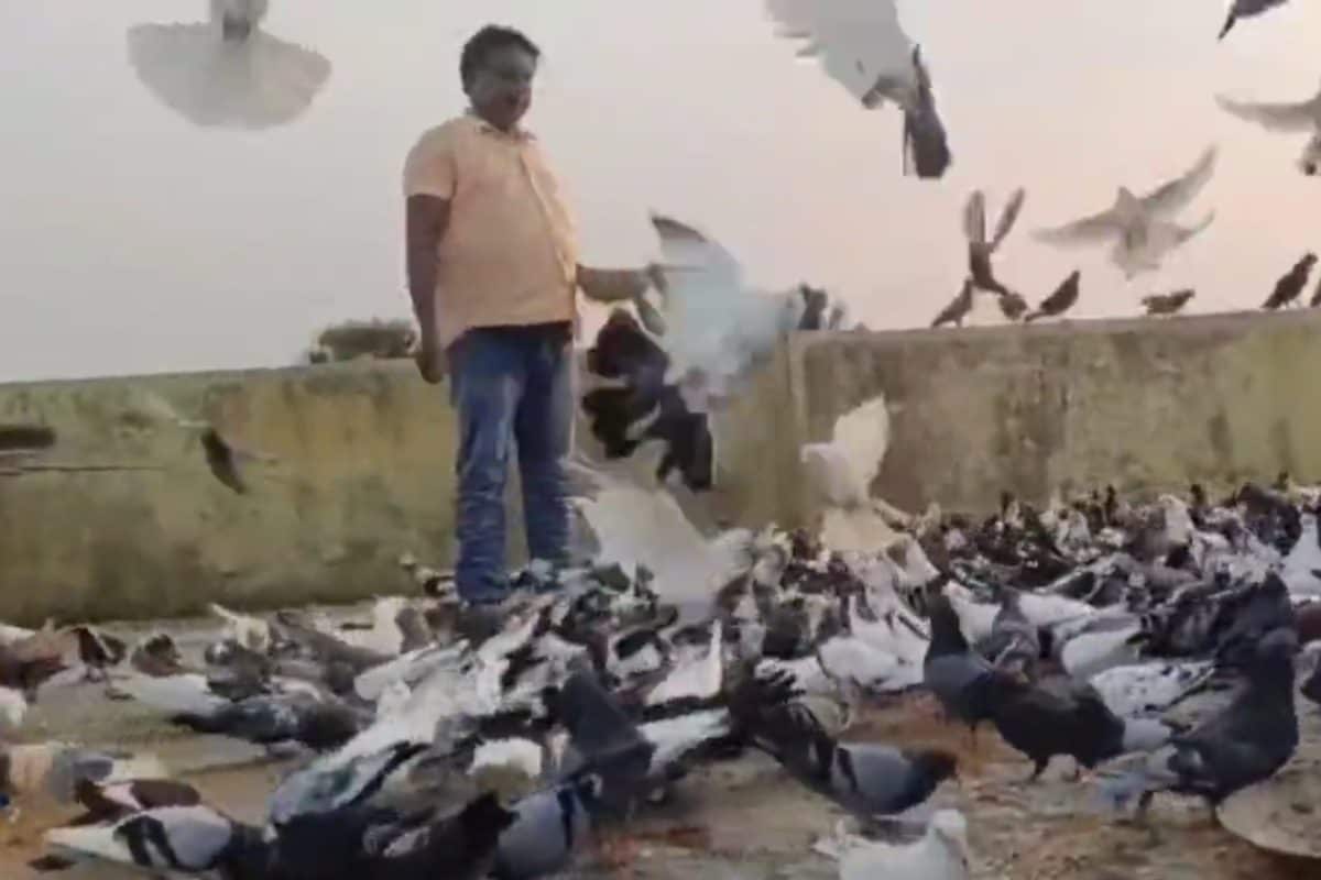 3000 कबूतरों के पापा हैं ये शख्स! रोजाना खाना खाते हैं इस आदमी के हाथ से