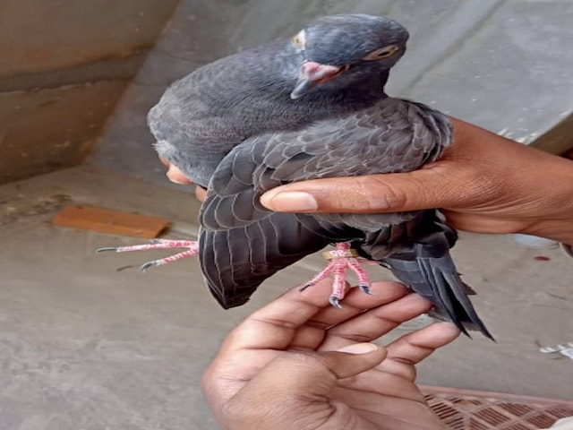 कबूतर ने पाकिस्तान से उड़ान भरी, पैर में अजीब बात, हलचल कबूतर ने पाकिस्तान से उड़ान भरी, पैर में अजीब बात, हलचल