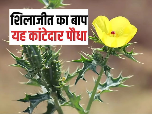 सिर्फ 21 दिनों में नपुंसकता दूर कर सकता है यह पौधा ! बुढ़ापे में भी ला देगा जवानी, कलियुग में धरती पर वरदान