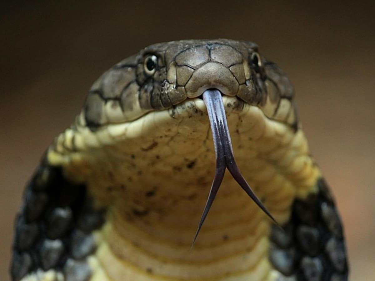 Cobra, कोबरा, Indian Cobra, भारतीय कोबरा, Chinese Cobra, चीनी कोबरा, venomous snakes, जहरीले सांप