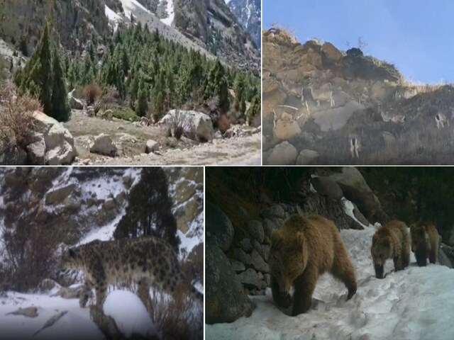 धरती के 'स्वर्ग' पर नेशनल पार्क में लगाए ट्रैप कैमरे, दिखे ऐसे-ऐसे दुर्लभ जीव