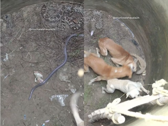 जहरीले सांपों से भरा था कुआं, उसमें गिरे 3 कुत्ते, देखिए संपेरे ने कैसे बचाया! जहरीले सांपों से भरा था कुआं, उसमें गिरे 3 कुत्ते, देखिए संपेरे ने कैसे बचाया!