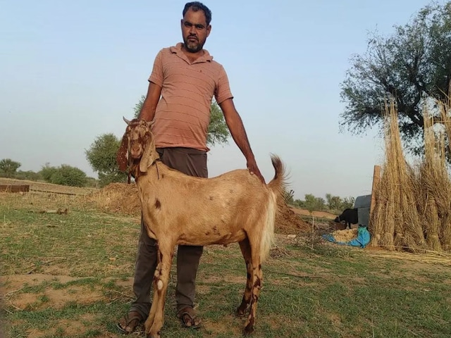 एक हिंदू किसान के लिए पैदा हुई एक अनोखी बकरी, मुसलमानों ने कान को देखकर झुंड बनाया एक हिंदू किसान के लिए पैदा हुई एक अनोखी बकरी, मुसलमानों ने कान को देखकर झुंड बनाया