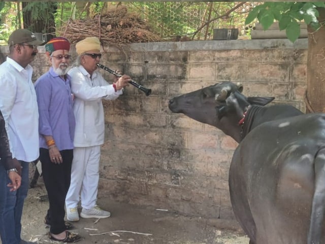 सालों से अटकी है पेंशन, भैंस के पास पहुंचे कर्मचारी, बीन बजाकर की अनोखी फरियाद सालों से अटकी है पेंशन, भैंस के पास पहुंचे कर्मचारी, बीन बजाकर की अनोखी फरियाद