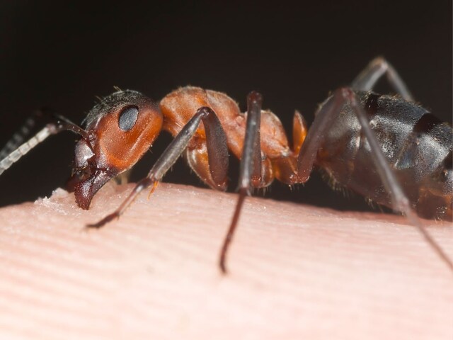 ant-usa-1-2025-05-8246c188b73b91f68f8783149bc05f22 Ant with deadly venom spread across the usa scientist trigger warning asian needle ant bizarre news - Such a species of ants, if you bite, then humans die, the population started growing here, the scientist expressed concern!