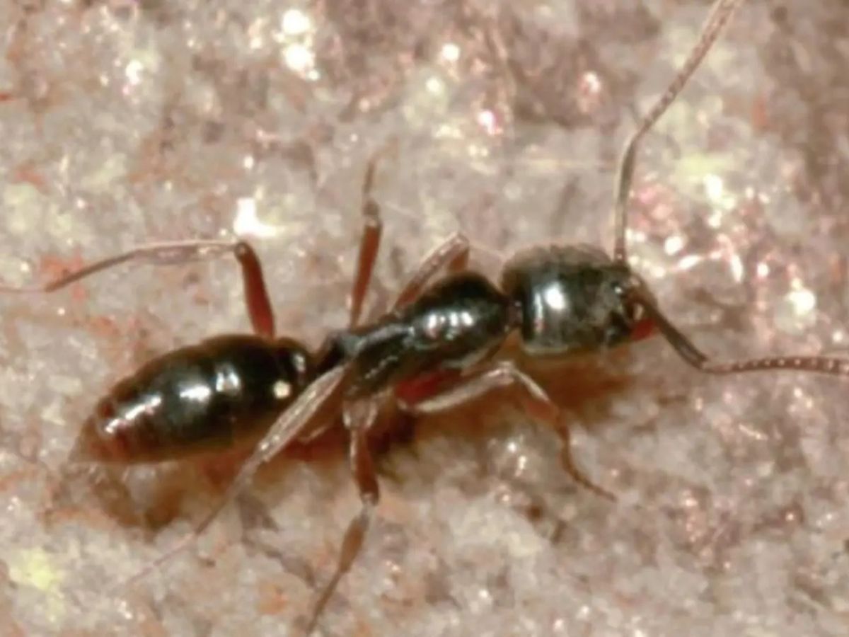 ant-usa-2025-05-386495dc531c2f30cd168e39cc8d5b3c Ant with deadly venom spread across the usa scientist trigger warning asian needle ant bizarre news - Such a species of ants, if you bite, then humans die, the population started growing here, the scientist expressed concern!