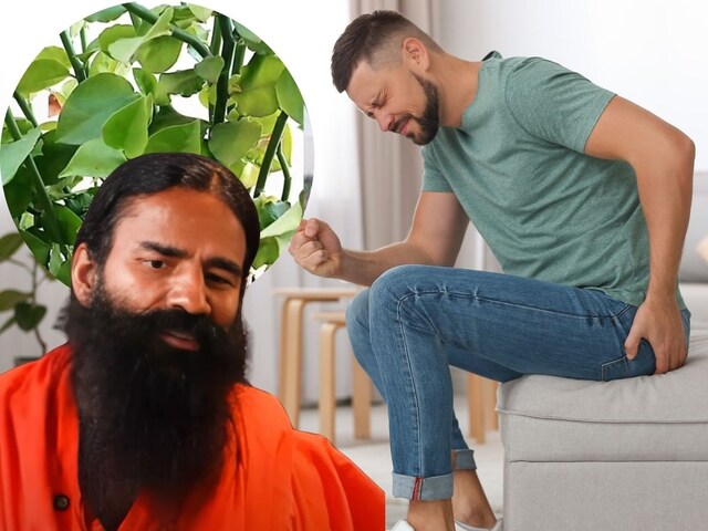 बवासीर को जड़ से मिटा देंगे ये छोटे-छोटे पत्ते ! बाबा रामदेव ने बताया अचूक इलाज, 3 दिन में दिखेगा रिजल्ट