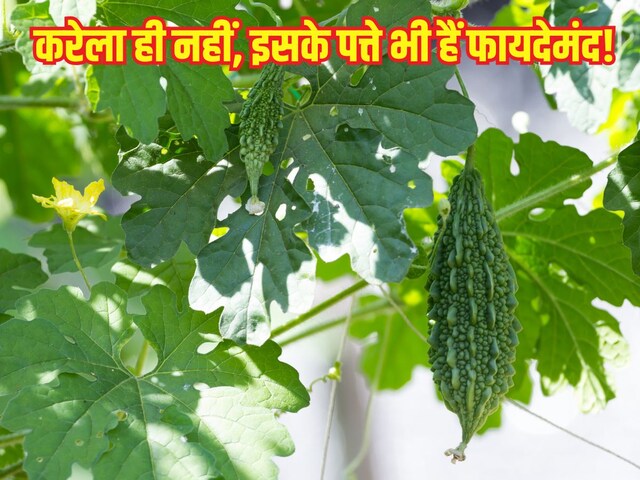 कड़वे करेले के पत्ते भी हैं दमदार, फायदे गिनते-गिनते थक जाएंगे आप