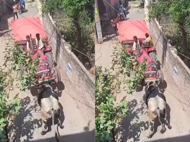 सामने आ गया ट्रैक्टर, तो सांड ने सींग से किया हमला, फिर जो हुआ... सामने आ गया ट्रैक्टर, तो सांड ने सींग से किया हमला, फिर जो हुआ...