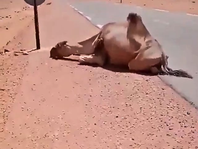 इसे कहते हैं इंसान होना! रेगिस्तान में निढाल पड़ा था ऊंट, शख्स को देखकर आई दया इसे कहते हैं इंसान होना! रेगिस्तान में निढाल पड़ा था ऊंट, शख्स को देखकर आई दया