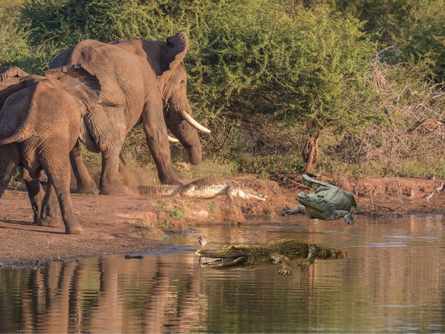 corocodile-attacking-elephant-401-Canva-2025-05-0b6ec0e2371cb278002113d429a16ebf How do nile crocodiles attack too large preys like Elephant Hippopotamus - How do dangerous crocodiles hunt big animals than you? Elephants, hippopotamus do not even survive many times!