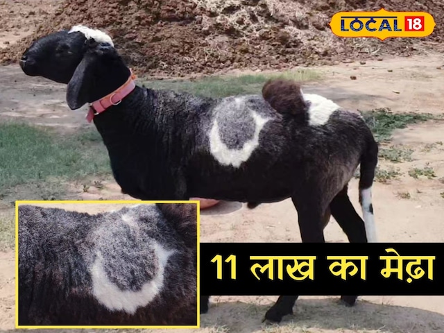नौ लखा हार से भी कीमती है सुल्तान, खाता है बादाम-किशमिश