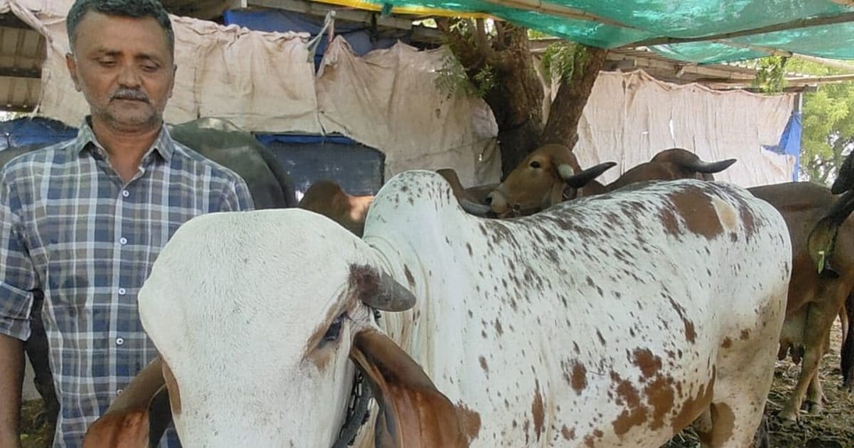 कुबेर के खजाने से कम नहीं गाय-भैंस की ये नस्लें! बाल्टी भर भरकर देती हैं दूध, पालकर बन जाएंगे मालामाल
