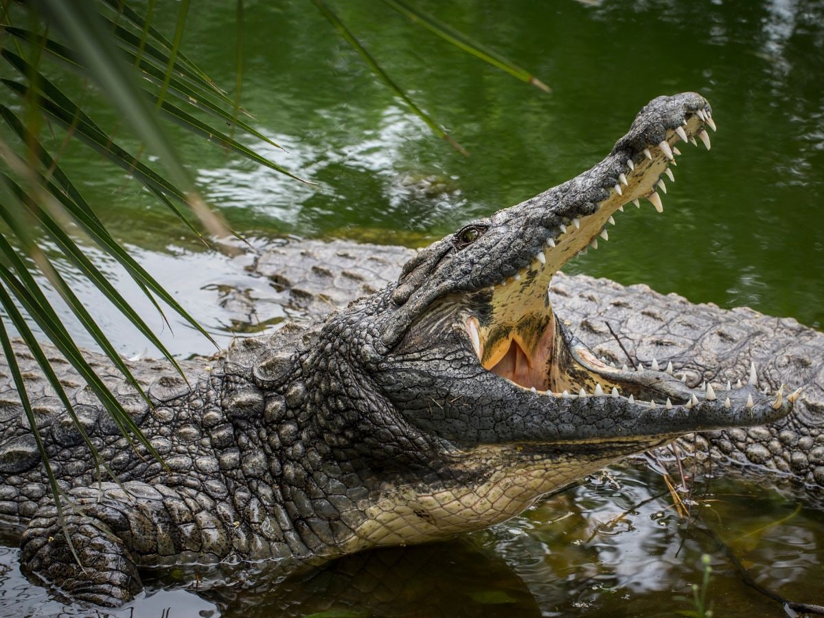 crocodile-Nile-401-Canva-2025-05-8038dfce9d923b45cafa0b049b2ae032 How do nile crocodiles attack too large preys like Elephant Hippopotamus - How do dangerous crocodiles hunt big animals than you? Elephants, hippopotamus do not even survive many times!