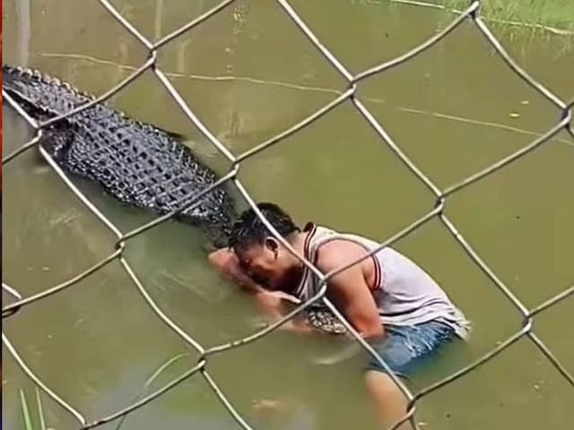 crocodile-pic-2025-05-6d7e7a3c6dc9002879e5607a43c7cbe5 The person reached to take a selfie after seeing the crocodile's 'Statue', the person came to the effigy as soon as he touched it, pulled it under water!