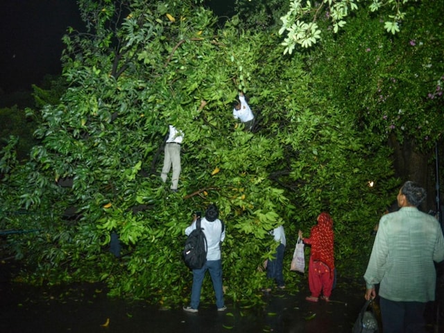 दिल्ली तूफान में अंधेरे में पेड़ गिरा, लेकिन इंसान का लालच दिखा... दिल्ली तूफान में अंधेरे में पेड़ गिरा, लेकिन इंसान का लालच दिखा...