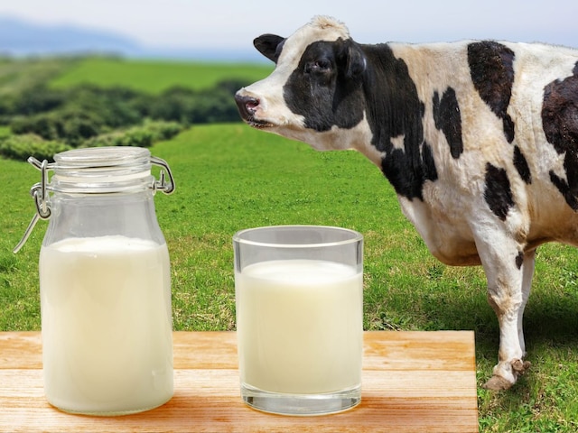 This thing made of cow's milk will be very miraculous, rubbed the dirt in the stomach and will remove it This thing made of cow's milk will be very miraculous, rubbed the dirt in the stomach and will remove it