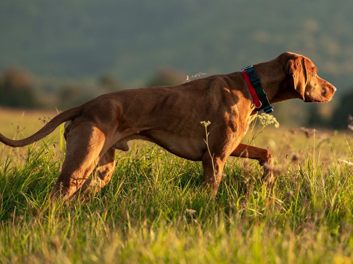 Dog nose shape, कुत्ते की नाक का आकार, Genetic research, अनुवांशिकी अध्ययन, Birth defects, पैदाइशी विकार, Bifid nose, clefted nose, पैदाइशी बीमारी, फटी नाक,