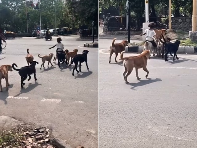 लड़की ने की कुत्ते की सवारी, बॉडीगार्ड बनकर अगल-बगल चलते रहे बाकी डॉग!