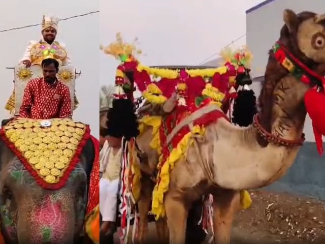 हाथी पर दूल्हा, ऊंट गाड़ी पर बाराती, बारात को मुड़-मुड़कर देखते रहे लोग हाथी पर दूल्हा, ऊंट गाड़ी पर बाराती, बारात को मुड़-मुड़कर देखते रहे लोग