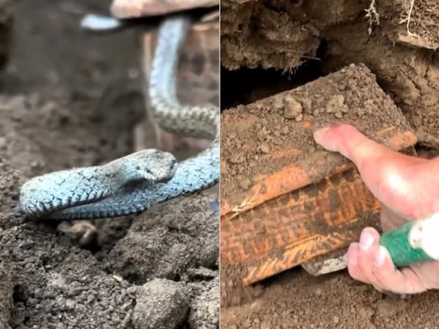 hidden-treasure-burried-treasure-snake-protecting-treasure-Searching-Treasure-Treasure-Hunting-2025-05-fbe212444bc06cbe7ce550b9c8d5481e Sound Came from Metal Detector Near at Mountain was Digging Find Burned Box Snake Protecting | Snake came out in search of old treasures, video went viral