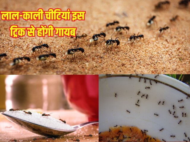 Red-black ants started appearing in the house as soon as it rains, 4 tricks will disappear