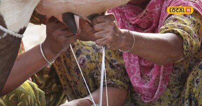 Boost Milk Production: Home Remedy for Cows and Buffaloes Lacking Green Fodder