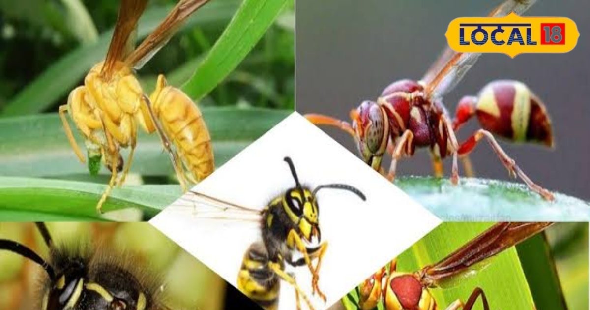 इस पौधे का दूध बचाएगा आपकी जान, बर्र-ततैया और सांप के जहर पर तुरंत असर, जानिए फायदे