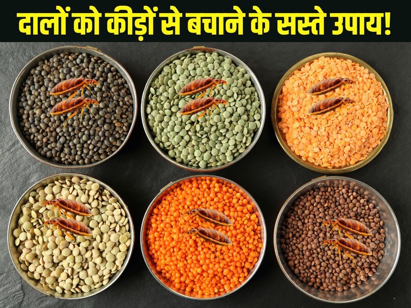 The biggest problem is to store pulses. Because, a few days after purchasing, they get insects. If you are also troubled by the problem of insects in pulses, then some remedies can be more effective. So let's know about these measures- (imge-canva)