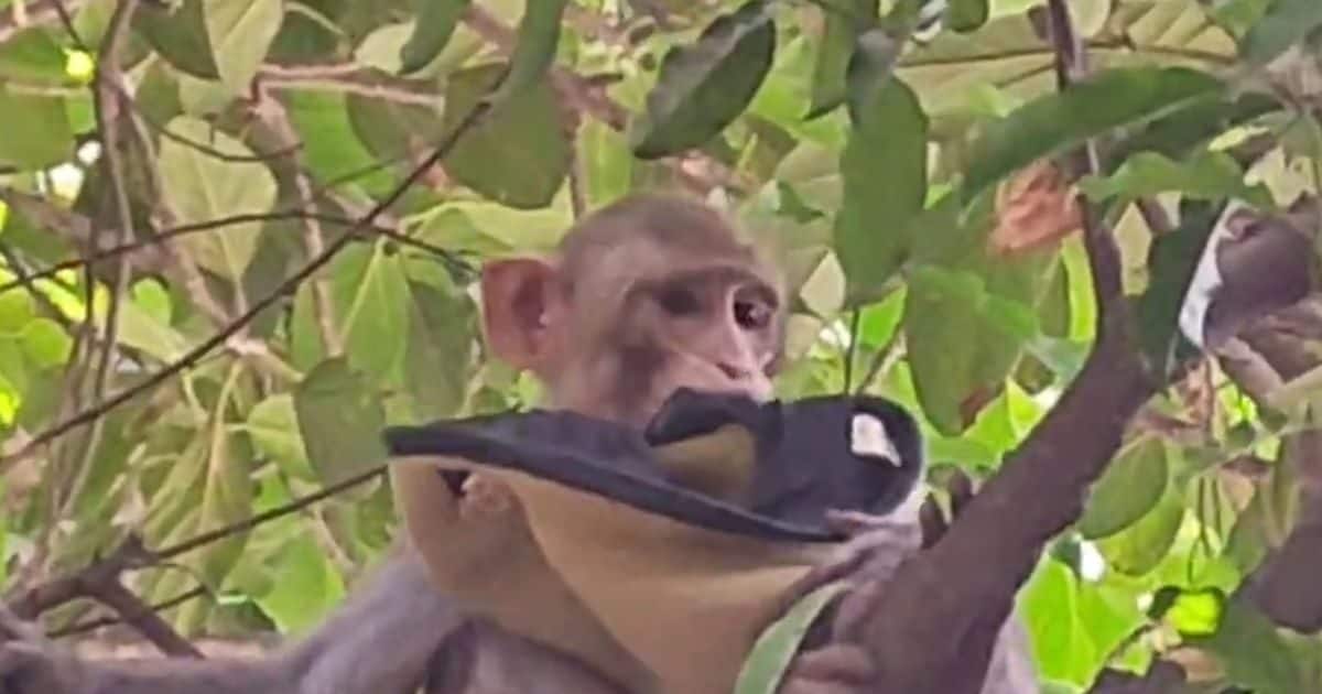 Kanpur Police Commissioner Office Faces Monkey Menace Langur Posters Ineffective:कानपुर पुलिस आयुक्त कार्यालय में बंदरों का आतंक, लंगूर के कटआउट लगाए