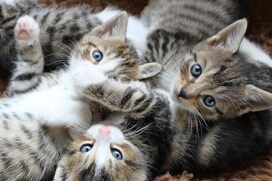 घर में बिल्ली का बच्चा देना किस बात का संकेत? जानिए जीवन में क्या पड़ता प्रभाव