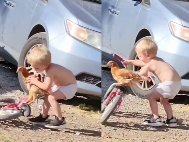 little-child-chicken-401-Instagram-2025-05-da1f54e29183d538c90873c3cd67521d Viral Video Little Boy Ride With Chicken on Bicycle Surprises Everyone - 'Aaja Meri Gar Jo', was trying to take the chicken on the ride, innocent, what happened was surprising!