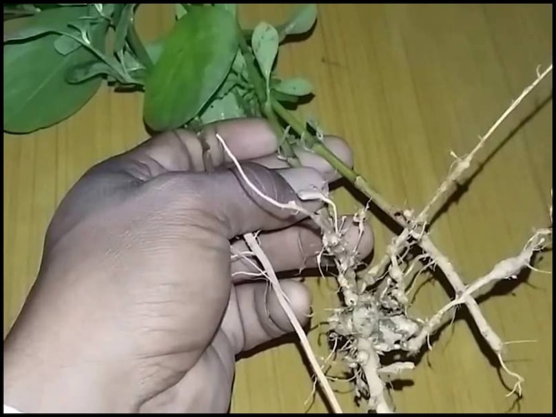 वास्तु अनुसार, लाल अपामार्ग की टहनी से यदि दातुन किया जाए, तो व्यक्ति को वाक् सिद्धि की प्राप्ति होती है. इसका मतलब है कि वह व्यक्ति जो भी कहेगा वह सच हो जाएगा. साथ ही, अपामार्ग की जड़ का अगहन महीने की पूर्णिमा को प्रातः काल में विधिपूर्वक पंचोपचार पूजन करें और इसे मंत्रों से अभिमंत्रित करके हाथ में बांधें. (Image- Canva) वास्तु अनुसार, लाल अपामार्ग की टहनी से यदि दातुन किया जाए, तो व्यक्ति को वाक् सिद्धि की प्राप्ति होती है. इसका मतलब है कि वह व्यक्ति जो भी कहेगा वह सच हो जाएगा. साथ ही, अपामार्ग की जड़ का अगहन महीने की पूर्णिमा को प्रातः काल में विधिपूर्वक पंचोपचार पूजन करें और इसे मंत्रों से अभिमंत्रित करके हाथ में बांधें. (Image- Canva)