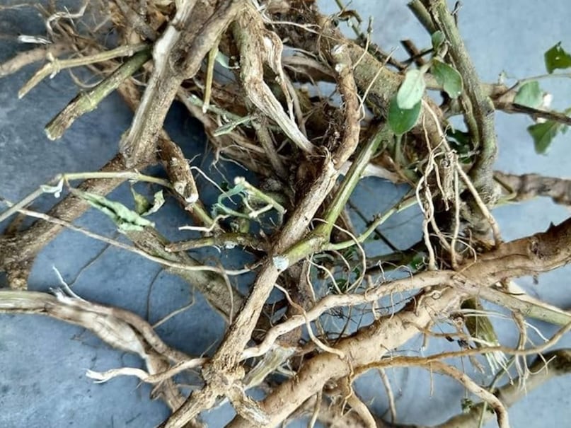 अपामार्ग की जड़ को पानी के साथ घिसने से व्यक्ति को वशीकरण की शक्ति प्राप्त होती है. इसके लिए गोरोचन के साथ अपामार्ग की जड़ को पीसकर तिलक लगाना चाहिए. इसके अलावा, रविवार के दिन पुष्य नक्षत्र में इस पौधे की जड़ को गर्भवती महिला की कमर पर मजबूत धागे से बांध दें. (Image- News18) अपामार्ग की जड़ को पानी के साथ घिसने से व्यक्ति को वशीकरण की शक्ति प्राप्त होती है. इसके लिए गोरोचन के साथ अपामार्ग की जड़ को पीसकर तिलक लगाना चाहिए. इसके अलावा, रविवार के दिन पुष्य नक्षत्र में इस पौधे की जड़ को गर्भवती महिला की कमर पर मजबूत धागे से बांध दें. (Image- News18)