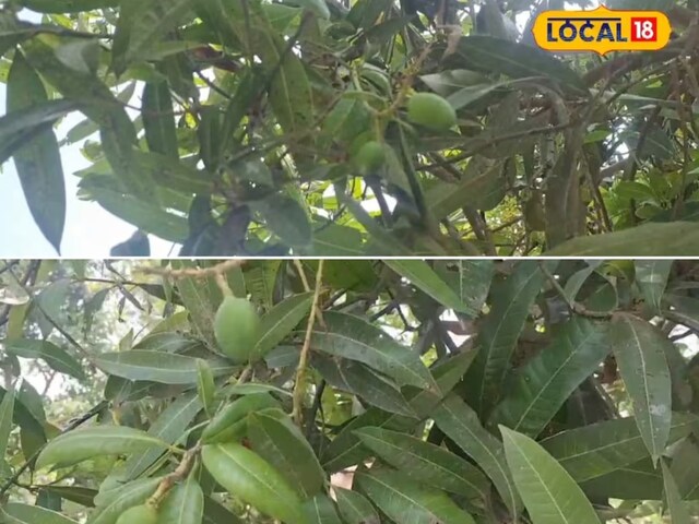 क्या आपके आम भी समय से पहले गिर रहे हैं? हो सकता है ये कीट हो जिम्मेदार!