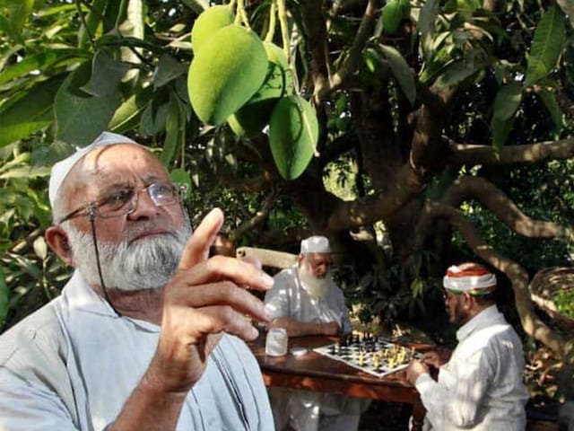 'Mango Man' Grows More Than 300 Varieties Of Mangoes On A Single Tree