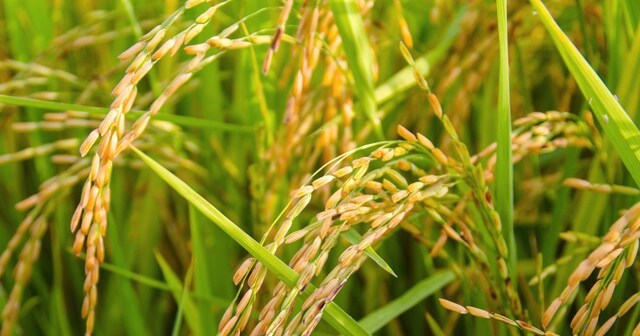 Kamala Rice New Rice Veriety : पानी की कम जरूरत, बंपर पैदावार, चावल की ये दो नई ...