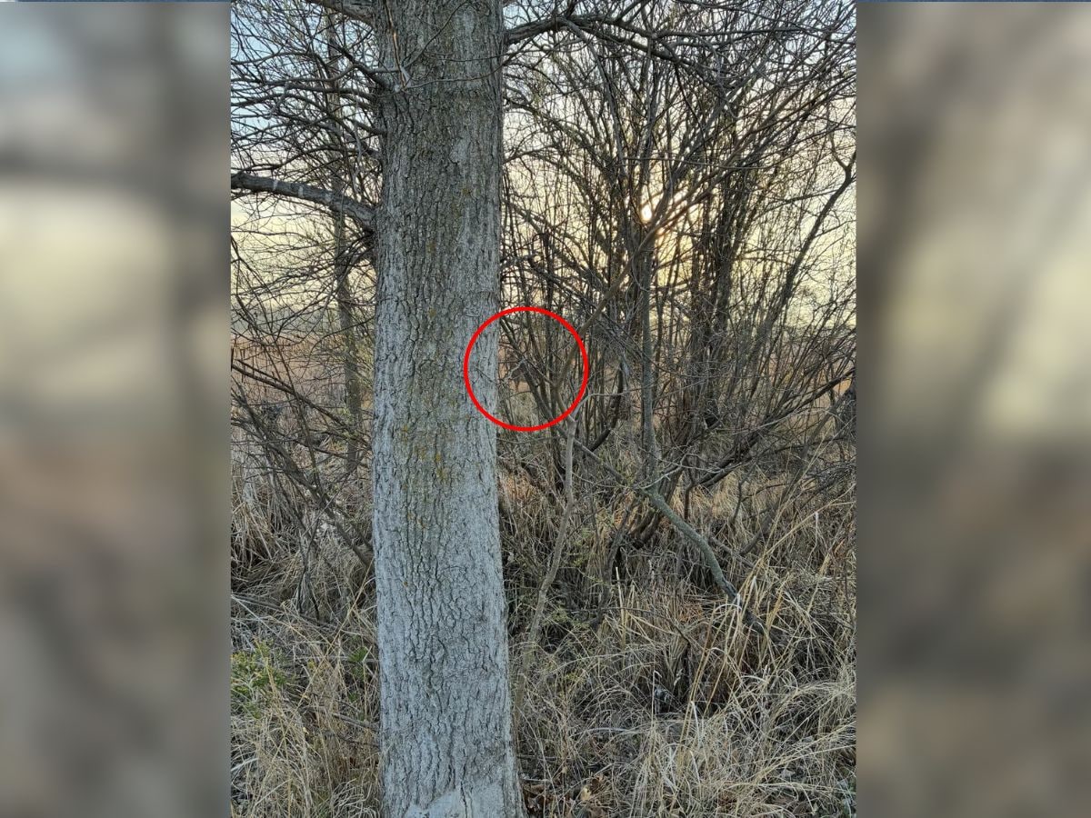 optical-illusion-1-37-2025-05-05c9ade1a75d0b7b1dcab8eb431308f7 Can you find a deer hidden in this picture in 7 seconds: Challenge to find a deer hidden in the viral picture.