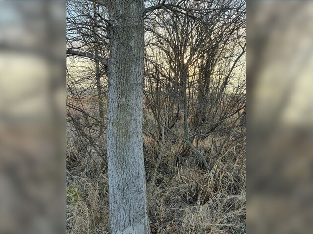optical-illusion-2-37-2025-05-cd77522a13aa0f9dcffc20466b8d9b4e Can you find a deer hidden in this picture in 7 seconds: Challenge to find a deer hidden in the viral picture.