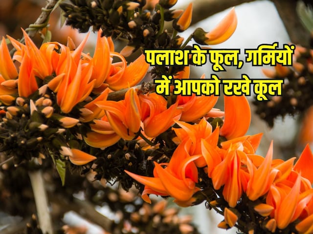 गर्मियों में ये सुंदर फूल शरीर को दे ठंडक, पेशाब में जलन, रुकावट करे दूर, बस 2 महीने ही खिलता है, ऐसे करें इस्तेमाल