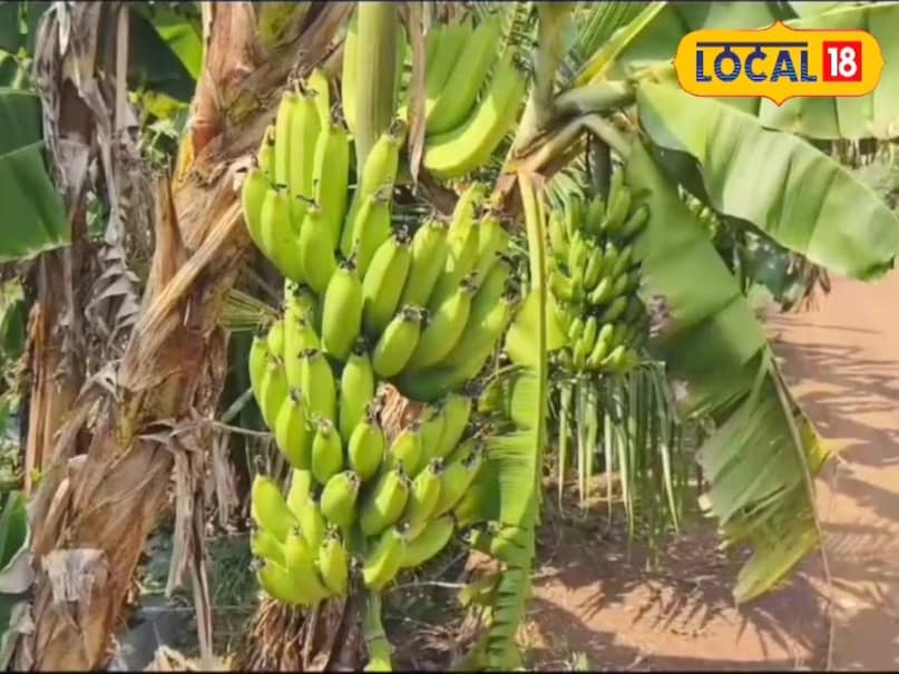Banana Farming, Banana Farming tips, Banana Farming method, Red Banana, Yellow banana, banana farming, agriculture, Banana Farming, banana cultivation, banana ki kheti kaise kre,