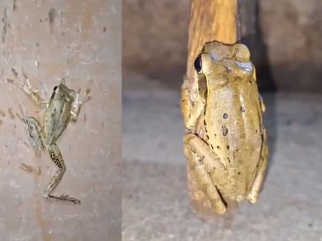 ये दुनिया में सिर्फ कुछ ही हैं! भारत में मिला Spiderman Frog जो दीवार चढ़ता...