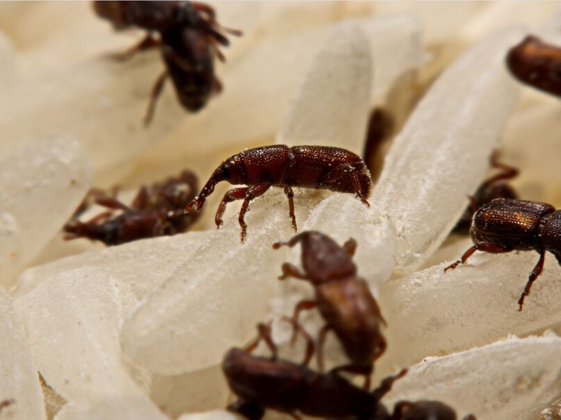 7 tricks to get rid of ghun from rice: चावल को घुन और कीड़ों से बचाने ...
