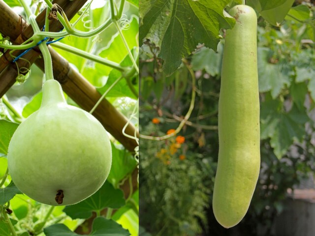 Round or long gourd ... which are beneficial for the body? If you want to lose weight, then this one ...