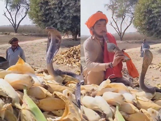 किसानों के बीच आकर बैठ गया कोबरा, बुलाना पड़ा सपेरा, बजाने लगा बीन! किसानों के बीच आकर बैठ गया कोबरा, बुलाना पड़ा सपेरा, बजाने लगा बीन!