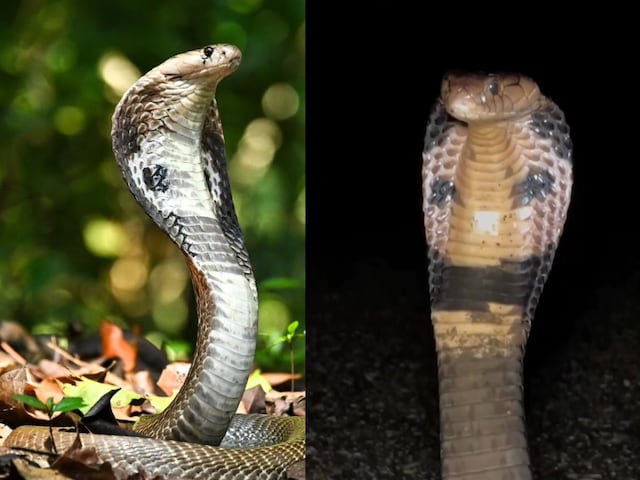 क्या है भारतीय और चीनी कोबरा सांप में अंतर, किसका जहर है ज्यादा जानलेवा? क्या है भारतीय और चीनी कोबरा सांप में अंतर, किसका जहर है ज्यादा जानलेवा?