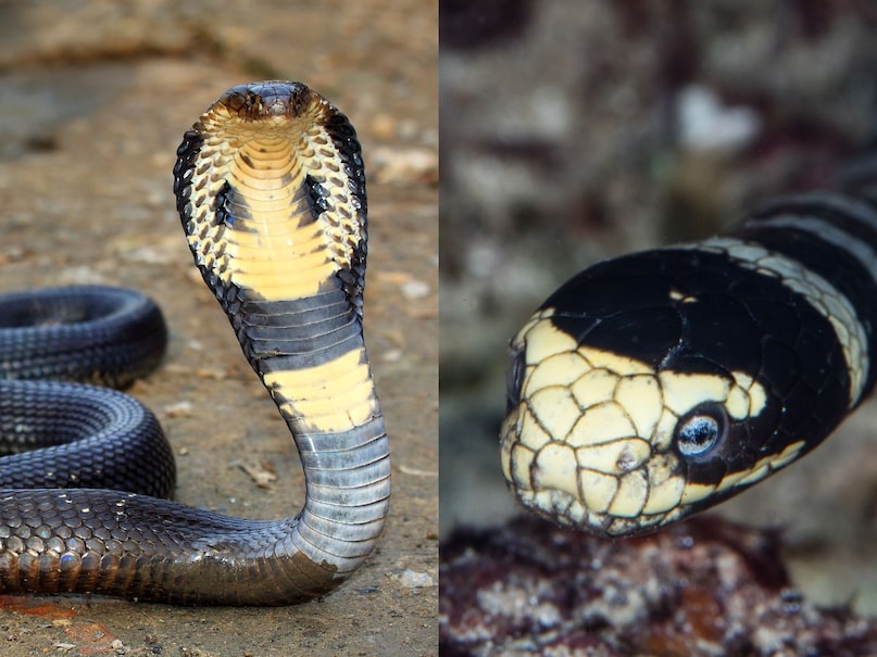 Nag Panchami 2025, nag panchami, नाग पंचमी 2025, नाग पंचमी, साइलेंट किलर कौनसा सांप है , दुनिया का सबसे जहरीला सांप , world venomous snake ,  Common krait , कॉमन करैत , common krait bite death time , krait bite , कॉमन करैत काटने के लक्ष्ण , कॉमन करैत की फोटो , venomous snake