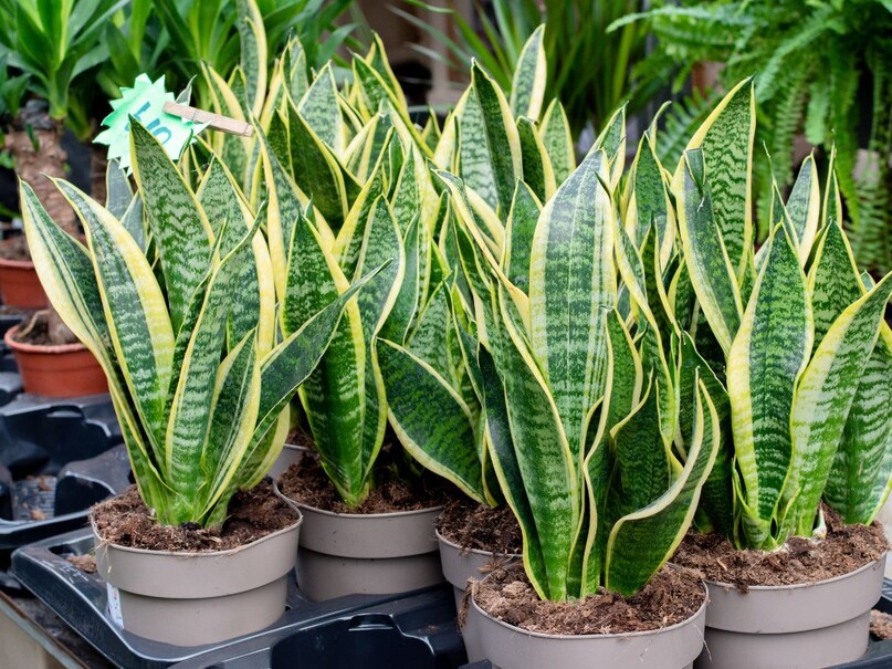 snake plant benefits