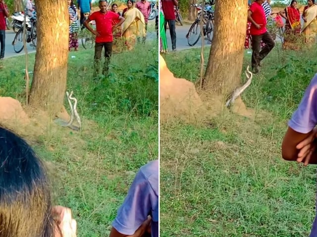 पार्क में चल रहा था सांपों का रोमांस, सब देखने लगे तमाशा! पार्क में चल रहा था सांपों का रोमांस, सब देखने लगे तमाशा!